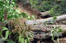 Tan hoang cánh rừng ở Măng Cành