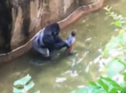 Bắn chết khỉ đột, giải cứu bé trai rơi vào chuồng thú