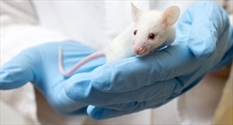 Phát hiện ung thư ở chuột do bức xạ từ điện thoại di động