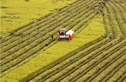 “Luồng gió mới” trong sản xuất lúa theo nhu cầu thị trường