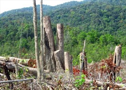 Kiểm tra 4 cán bộ huyện có dấu hiệu vi phạm trong vụ phá rừng ở Phú Yên