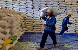 Cân nhắc lại điều kiện xuất khẩu gạo 