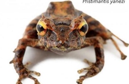 Ecuador phát hiện 2 loài ếch mới 