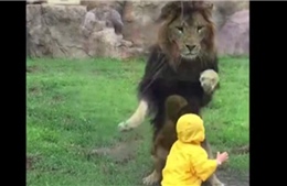 Sư tử hung hãn vồ bé trai
