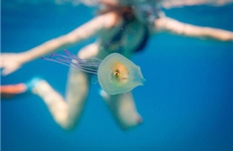 Bức ảnh cá kẹt trong bụng sứa gây sốt