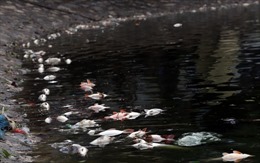 Sau mưa cá chết trắng hồ Hoàng Cầu, Hà Nội