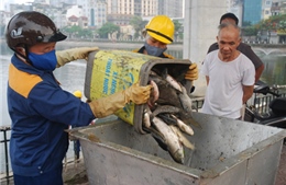 Hà Nội: Cơ bản khắc phục xong vụ cá chết hồ Hoàng Cầu