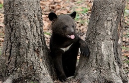 Chú gấu nhỏ đe dọa 3.000 quân nhân Phần Lan