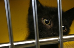 Hải quân Mỹ ở Tây Ban Nha bị tố "làm trò mèo"