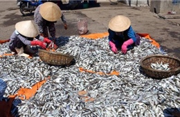 Quảng Trị buộc tiêu hủy 30 tấn cá nục cực độc