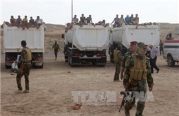 Iraq bắt hơn 500 tên IS lẩn trốn khỏi Fallujah