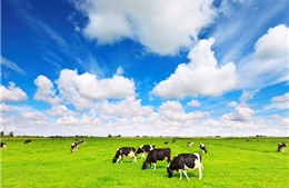 Vinamilk lần đầu tiên giới thiệu sữa tươi organic chuẩn USDA tại Việt Nam
