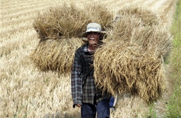 Đổi mới công nghệ sản xuất lúa gạo 