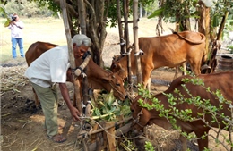 Nông dân Khmer nuôi bò bằng phế phẩm