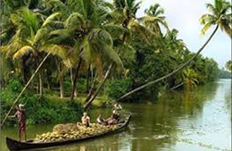 Bóng dừa quê hương