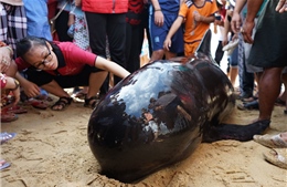 Hàng trăm người dân nỗ lực cứu cá heo ở Bình Định