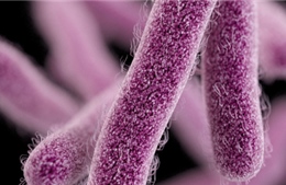 Thêm bệnh nhân Mỹ nhiễm siêu vi khuẩn kháng mọi kháng sinh
