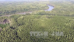Phục hồi và phát triển rừng Tây Nguyên 