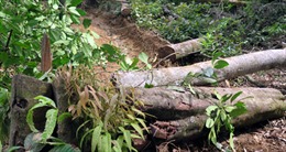 Bảo vệ và khai thác rừng bền vững