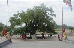 Công nhận cây lộc vừng 600 năm tuổi ở Vĩnh Phúc là cây di sản 