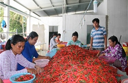 Thu nhập cao từ trồng ớt chỉ thiên