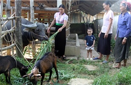 Chị Lơi làm kinh tế giỏi