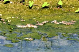 Tìm nguyên nhân cá sông chết bất thường ở Sóc Trăng