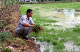 Cuộc “tranh hùng” giữa con tôm và cây lúa ở Kiên Giang