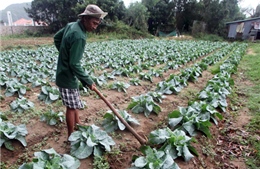Vốn tín dụng chính sách đến với nông dân Côn Đảo 