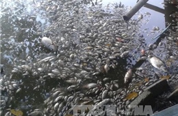 Ô nhiễm nghiêm trọng do cá chết trắng hồ Mật Sơn, Thanh Hóa 