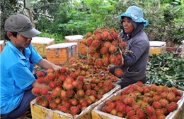 Nông dân Đồng Nai "ồ ạt" trồng chôm chôm Thái 