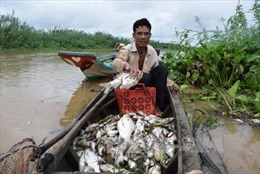 Nguyên nhân cá chết hàng loạt ở thượng nguồn sông Sài Gòn