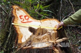 Thủ tướng yêu cầu điều tra vụ phá rừng pơ mu tại Quảng Nam