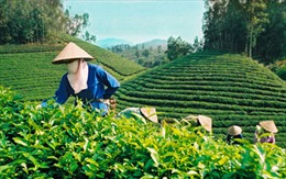 Thương hiệu cho nông sản Việt