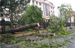 Bão số 1 càn quét Thái Bình, quật đổ hàng loạt cây xanh