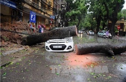 Nhiều xe ô tô bị cây đổ đè bẹp