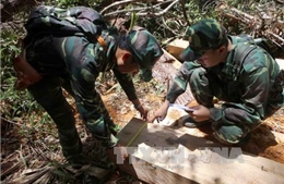 Vụ phá rừng pơ mu: Lập đoàn kiểm tra các cá nhân, tổ chức vi phạm