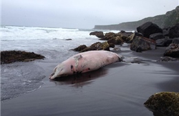 Lộ diện loài cá voi bí ẩn ở biển Alaska