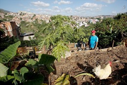 Mơn mởn chiến dịch làm nông thành thị tại Venezuela