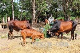 Điều tra nguyên nhân bò chết bất thường ở Đắk Lắk 