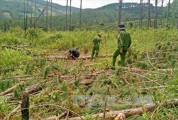 Lâm tặc chém tử vong cán bộ quản lý rừng Lâm Đồng