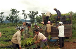 Tây Nguyên thiếu vốn trồng mới rừng