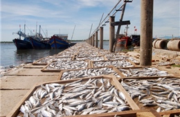 Hải sản tại các tỉnh miền Trung vẫn khó tiêu thụ
