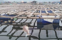 Nguyên nhân cá chết ở vịnh Bái Tử Long là do thời tiết