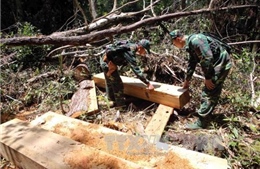 3 lâm tặc phá rừng pơ mu tại Quảng Nam ra đầu thú 
