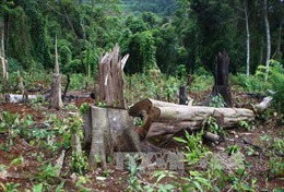 Đình chỉ vụ án phá rừng tại Lâm trường Măng La