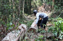 Sớm đưa vụ phá rừng khu vực thủy điện Đồng Nai 5 ra xét xử