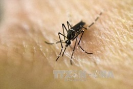 Singapore xác nhận ca nhiễm virus Zika đầu tiên lây trong nước