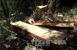 Vụ phá rừng pơ mu Nam Giang: 14 đối tượng đã ra đầu thú 