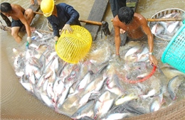 Hậu Giang: Nhiều hộ nuôi  cá tra "treo ao"